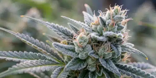 How To Grow Blue Amnesia Regular Strain