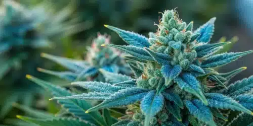 How to Grow Blue Cookies FV