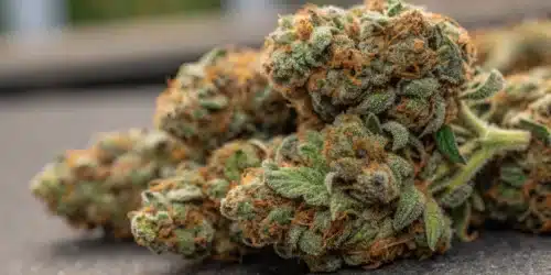 How to Grow Fire Kush CBD Strain