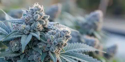 How to Grow Strain Blue Haze