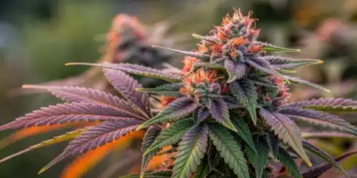 How to Grow Strain Cindy 99