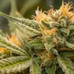 Vibrant Super Lemon Haze Strain CBD plants thriving in an outdoor raised-bed setup, displaying lush green foliage and dense buds under sunlight