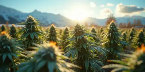 Best Outdoor Seeds for Cold Climate