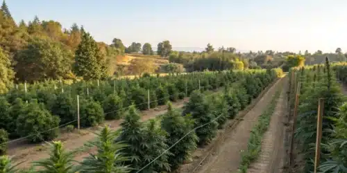Odor Control for Outdoor Grow: Effective Strategies for Discreet Cultivation