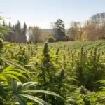 Outdoor cannabis garden in early spring showcasing optimal planting conditions.
