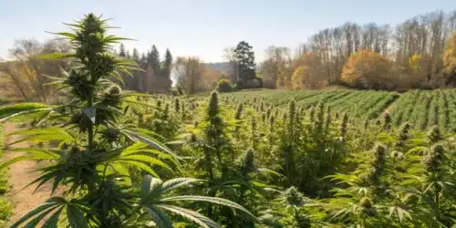 When is it too late to plant cannabis outdoor? Timing and Strategies