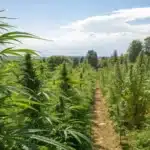 Outdoor cannabis garden showing healthy plants at the point when to stop topping outdoor plants.