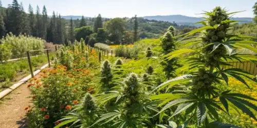 Outdoor Autoflower Yield: Tips for a Bountiful Harvest
