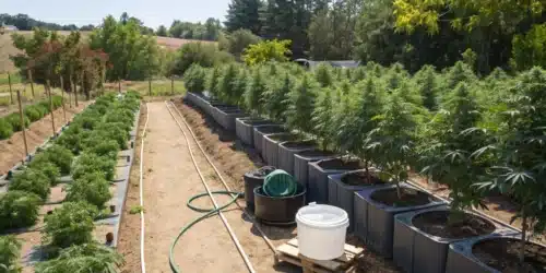 Efficient Outdoor Grow Nutrient Schedule for High-Yield Cannabis