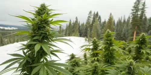 Best Outdoor Strains for Cold Climates