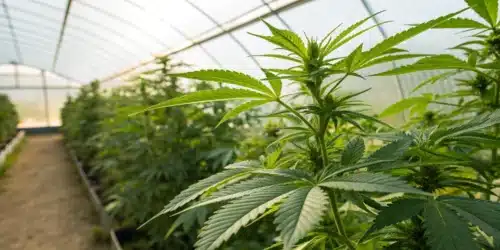 Organic Pesticides for Cannabis: The Natural Way to Protect Your Crop
