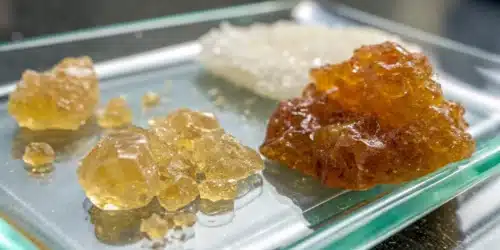Live Resin vs Rosin: Factual Comparison of Cannabis Concentrates and Protecting Plants