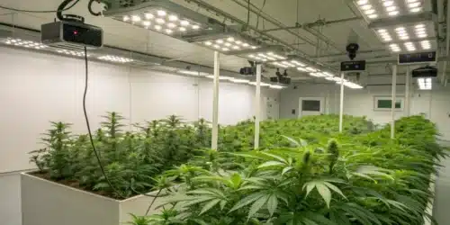 Optimal Temperature for Growing Cannabis
