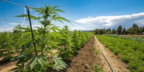 Outdoor Cannabis Care: Master How Often to Water Marijuana Plant Outside