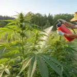 A vibrant cannabis garden treated with natural methods to show how to get rid of whiteflies outdoors effectively.