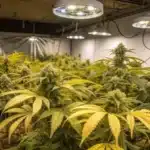 Stressed cannabis plants representing worst strains for beginners with visible pest damage and poor health.