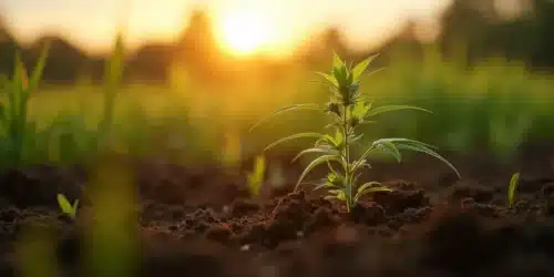 Phytoremediation in Cannabis Cultivation