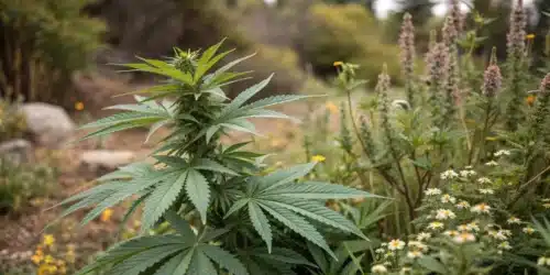 Secret Outdoor Grow: Hide Your Cannabis Plants in Plain Sight