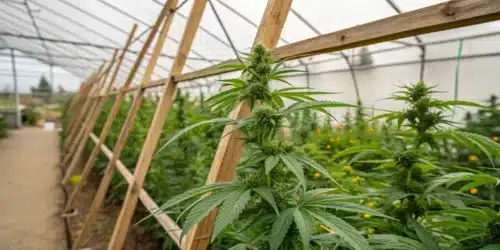 Best Outdoor Grow Setup: Setting Up Your Cannabis Garden for Success