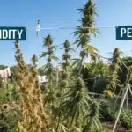Outdoor cannabis garden with healthy marijuana plants, a drying setup, and signs for humidity and pest control management.