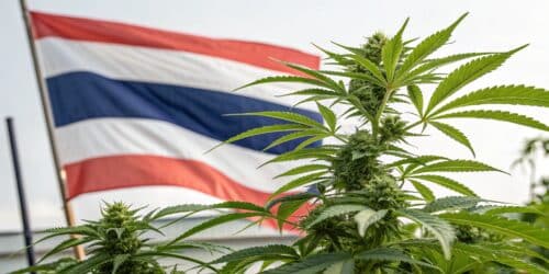 Buy Regular Seeds in Thailand