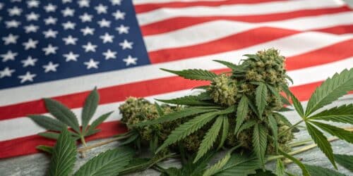 Buy Cannabis Seeds in USA