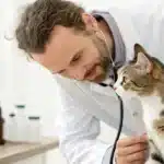 Veterinarian in lab coat examining a tabby cat with a stethoscope on a white table, with bottles.