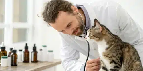 CBD for Cats: What You Need to Know About Its Harmful Effects