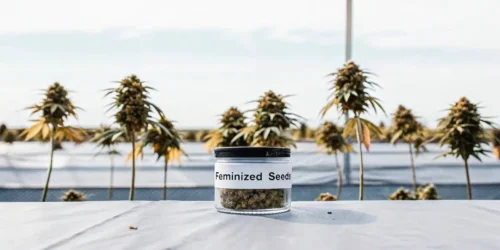 Buy Feminized Seeds in USA