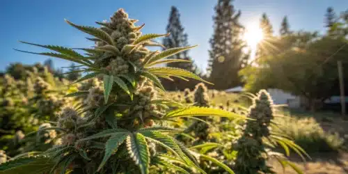 How Long Does Weed Take to Grow Outside? Full Timeline Explained