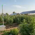 Cannabis field with solar-powered equipment, showing how to increase weed yield outdoors