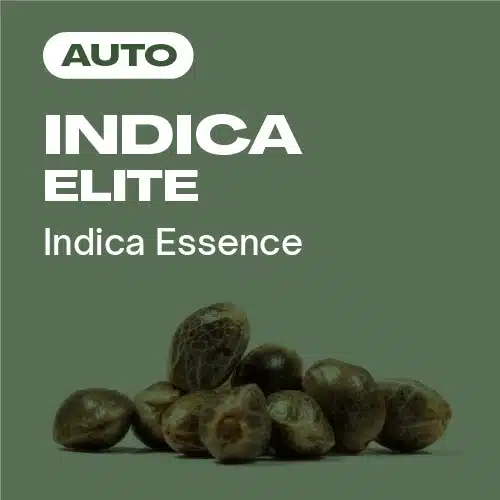 Autoflowering indica cannabis seeds featured in Indica Elite pack on green background.