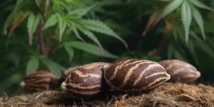 Mature Cannabis Seeds with Striped Shells