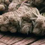 Premium Cannabis Bud Covered in Trichomes
