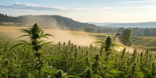 Can People Be Allergic to Cannabis?