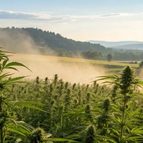 Can People Be Allergic to Cannabis?