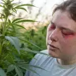 Realistic scene of a person experiencing mild allergic reactions while near cannabis plants in a naturally lit garden.