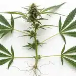Realistic Cannabis Plant Anatomy Diagram showing labeled roots, stem, branches, leaves, and buds.