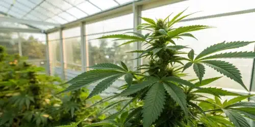 Boosting Auxins in Cannabis Plants: Natural Strategies to Enhance Growth