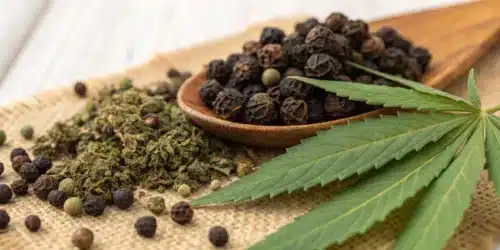 B-Caryophyllene Terpene: Benefits, Sources & Uses