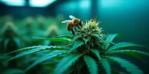 Are Bees Attracted to Weed?