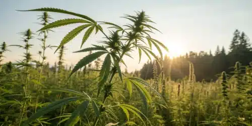 Bending Weed Plants: Techniques for Improved Yield