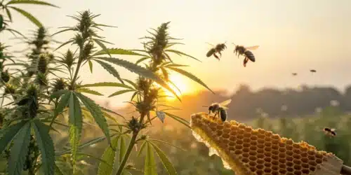Canna Bees Honey: A Sweet Fusion of Nature and Cannabis