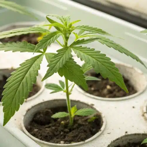 Timing Is Everything: How Long Do Cannabis Clones Take to Root?