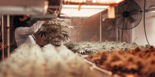 Cannabis Defoliation in Flowering: Factual Techniques for Better Growth and Protecting Plants