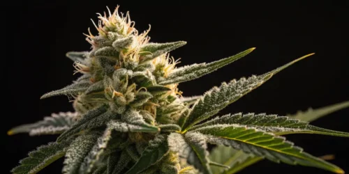 Moldy Weed vs Trichomes: A Closer Look