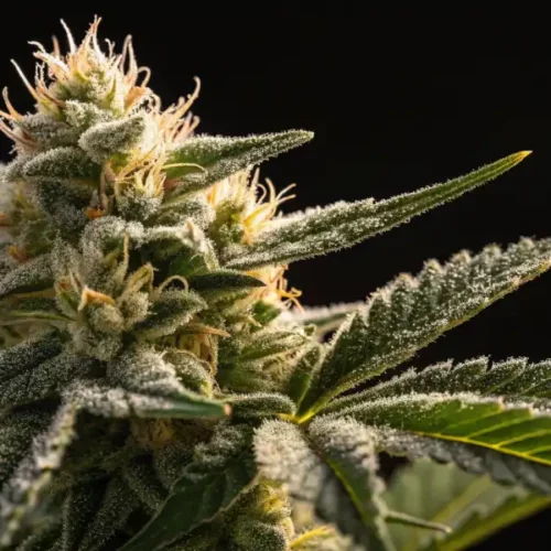 Moldy Weed vs Trichomes: A Closer Look
