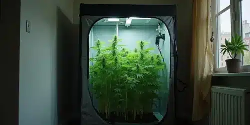 How to Add CO2 to Grow Tent: A Practical Guide