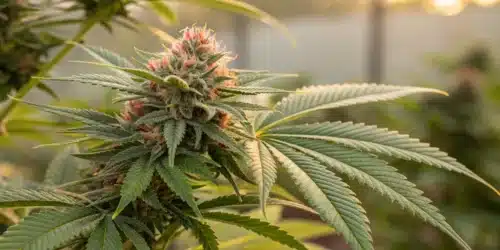 Whats Delta 6: Unraveling the Cannabinoid Mystery