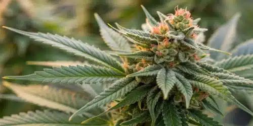 Densest Weed Strains: Top Selections for Maximum Buds
